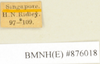CollectionObject 1572991; c006cb4d-09c2-4d94-b7e7-2f992474be87: Copyright Natural History Museum, London. Labels from non-type (female nymph) in BM(NH). (CollectionObject).
