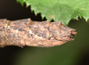Neooxyartes zomproi Ho, 2018: copyright Paul D. Brock. female: end of abdomen, lateral view; culture stock ex. Vietnam: Phong Dien NP. (Otu).