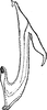 Aedeagus, lateral view on Dikraneura (Dikraneura) straminea (Distant, 1918): Aedeagus, lateral view. (Observation).