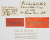 CollectionObject 1578101; NNM 250, 3a594172-3791-42d4-bedf-661b8922f691: labels (syntype). (CollectionObject).