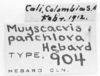 CollectionObject 1524467; a8712fe5-6b0a-4302-8120-61b0fbdc1621: labels (holotype). (CollectionObject).
