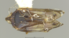 Habitus, dorsal view on Atopocixius melanocephalus Fennah, 1945: (Observation).