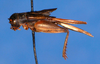 CollectionObject 1517730; 7502b21e-e844-4875-993b-65c53e9142a5: male, lateral view (holotype). (CollectionObject).
