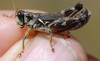 Melanoplus stupefactus (Scudder, 1876): male. (Otu).