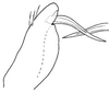 Pygofer ventral appendages, ventral view: !! display not done !! on Frequenamia clypeata (Osborn, 1923): Frequenamia clypeata, pygofer, ventrally. (Observation).