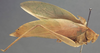 CollectionObject 1505870; e7a7707e-659d-44be-866c-bd957e5e5b60: male, lateral view (holotype). (CollectionObject).