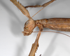 CollectionObject 1561078; 68e7ad06-a0b4-4df3-a4d4-4f1a8775ffd9: copyright ZMHB, Berlin. female: head & upper thorax, lateral view (paralectotype). (CollectionObject).