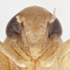 Head on Empoa (Empoa) platana Christian, 1953: (Observation).