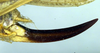 CollectionObject 1564694; bb43b9c7-6c08-4ff1-867f-6b4f4208caa8: ovipositor (syntype). (CollectionObject).