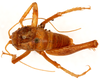 CollectionObject 1499224; e0abc91b-6d21-4260-9b89-f8e0a1fbc85a: male, dorsal view (holotype). (CollectionObject).