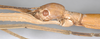 CollectionObject 1563877; 90a92825-0f66-4b12-b425-b8c783985434: copyright F. Hennemann. female: head, lateral view (paratype). (CollectionObject).;CollectionObject 1563878; 25f6e27f-f4b1-4b31-b1b1-b4b944e61b1d: copyright F. Hennemann. female: head, lateral view (paratype). (CollectionObject).