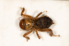 CollectionObject 1532484; d5bf0df3-3594-4eaf-923b-15ef81833a40: female, dorsal view (holotype). (CollectionObject).