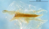 CollectionObject 1505326; 06763844-0603-4a69-8408-8af466275265: phallic complex, dorsal view (holotype). (CollectionObject).