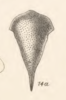 Habitus, dorsal view: !! display not done !! on Procyrta affinis (Fowler, 1895): (Observation).