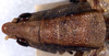 CollectionObject 1516835; 3ada3469-2772-4a1c-92e0-7b70e799e6c3: female head and pronotum, dorsal view (holotype). (CollectionObject).