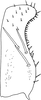Subgenital plate, ventral view on Anufrievia symmetrica Yang & Zhang, 2018: Subgenital plate. (Observation).