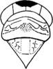 Head: !! display not done !! on Smyga distincta Dworakowska, 1995: Head, pro-, and mesothorax. (Observation).