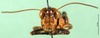 CollectionObject 1501277; cbc673ab-51ef-4bd0-903f-22c90b8675fb: male, frontal view (syntype). (CollectionObject).