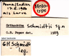 CollectionObject 1543091; 3f6055ff-6054-4d39-af26-b806237cdd5f: labels (holotype). (CollectionObject).