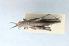 CollectionObject 2833384; aa7ffa08-1734-4a99-8504-f99f03481fa9, CNCI 1012895: Clematodes larreae. Dorsal view. (CollectionObject).