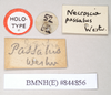 copyright Natural History Museum, London. male, data labels [round label reversed] (holotype). Depicts CollectionObject 1562075; NHMUK(SF IMPORT DUPLICATE) 844856, eef1f415-81a2-4af0-94e7-bee4d081a773, a CollectionObject.