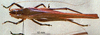 Eppioides malaya Hebard, 1922: female, dorsal view. (Otu).