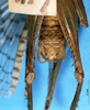 CollectionObject 1520545; 3cee6fc0-7443-4908-9560-f2cf5e5859ce: male subgenital plate (syntype). (CollectionObject).