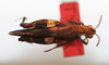 CollectionObject 1541114; e8066f77-a3f4-417b-b458-882ac67f9787: male, dorsal view (holotype). (CollectionObject).