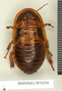Sibylloblatta panesthoides (Walker, 1868): Copyright Natural History Museum, London. Holotype (adult female) in BM(NH). Dorsal view. (Otu).