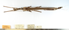 CollectionObject 1560825; NMW 175''''', 8eb1b982-0a25-469d-b520-71ddac92697b: copyright NHMW, Vienna. female of Paraphasma marginale (paralectotype). (CollectionObject).