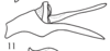 Anal tube processes on Cordela rubra Gnezdilov, 2019: (Observation).