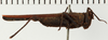 CollectionObject 1573285; NHRS NRM-ORTH 12990, fdf5f3c4-b394-4783-9d07-556df4b6066a: male, lateral view (allotype). (CollectionObject).