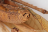 CollectionObject 1505723; 27ffbcd4-93cb-4900-9837-2677ce18f56c: male, posterior view (syntype). (CollectionObject).