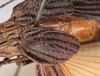 CollectionObject 1558659; NMW 147, 535edfe2-1d98-4047-a27d-4804d7e91d0c: copyright NMW. female forewing (holotype). (CollectionObject).