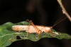 FieldOccurrence 3517; 9bd0f705-f5db-40e4-8304-c104841685e1; Brazil: Rio de Janeiro
Itatiaia, Parque Nacional do Itatiaia, 2021/09/23-2021/09/27
Pedro Souza-Dias, Maria Vitória Borille, Adriano Siqueira, Bernardo Ferraz
Active Search: Male. (FieldOccurrence).