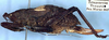 CollectionObject 1531724; 445dca04-b8f6-4f96-b043-72668cb3cc5a: female, lateral view (syntype). (CollectionObject).