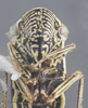 Head: !! display not done !! on Cuerna alba Oman & Beamer, 1944: Head/Face. (Observation).