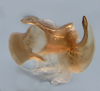 CollectionObject 1580067; 69e60f67-1965-4b70-bcff-324050310e7e: phallic complex without epiphallus, lateral view (paratype). (CollectionObject).