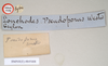 CollectionObject 1561742; NHMUK(SF IMPORT DUPLICATE) 845008, fc9b17cc-94ea-4e9b-a418-45edf38a4f23: copyright Natural History Museum, London. male, data labels (holotype). (CollectionObject).