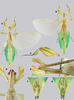 CollectionObject 1591397; 8612e544-1d45-4984-9617-15a8f1992b0d: copyright RBINS, Brussels. male (holotype). (CollectionObject).