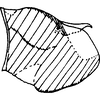 Pygofer, lateral view on Empoascanara (Empoascanara) prima Distant, 1918: Pygofer, lateral view. (Observation).