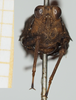 CollectionObject 1517903; b543741c-a62a-4cf1-b5ea-7be3cf0aeb9f, NHMUK10924423: female, frontal view (holotype). (CollectionObject).