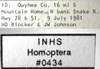 Other on Athysanella (Athysanella) utahna Osborn, 1930: Labels - Female. (Observation).