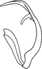 Aedeagus, lateral view on Platymetopius (Platymetopius) manfredi Abdul-Nour, 1987: (Observation).