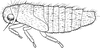 Nymph: !! display not done !! on Macropsis (Macropsis) prasina (Boheman, 1852): (Observation).