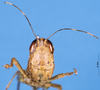 CollectionObject 1537591; cf956209-e84a-4616-9030-156ad8935b01: female, frontal view (holotype). (CollectionObject).