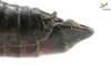 CollectionObject 1849149; Unioeste Cascavel K-101C, 0ba4075c-16bf-43f2-bc70-704ef99f92ee: Male. End of abdomen, dorsal view. (CollectionObject).