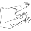 Pygofer, lateral view: Pygofer, lateral view. (Observation).