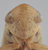 Head on Athysanella (Pedumella) recurvata (Osborn, 1930): Head. (Observation).