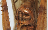 CollectionObject 1539780; 86b49412-2fe6-4e6e-a0b7-7a183eb2de32, MNHN-EO-ENSIF898: female cerci (holotype). (CollectionObject).